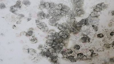 Rain and floods spark black mould warning as victims beg for national standard