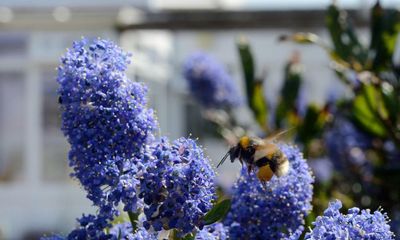 Small gardens as vital as big ones for conserving bees, says study