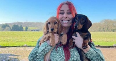 Stacey Solomon defended after critics blast 'ridiculous' dog adoption