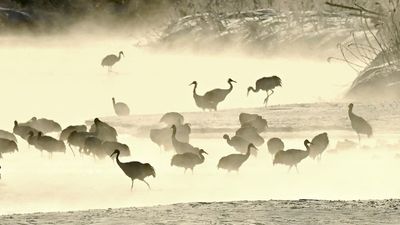 Red crown cranes walk amid dreamlike mist lingering over Hokkaido river