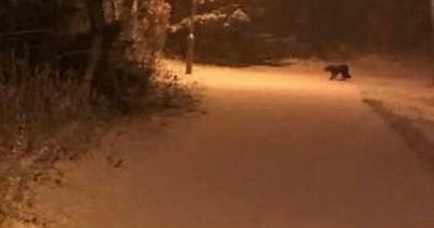Scottish expert shares new mysterious big cat sighting pictures