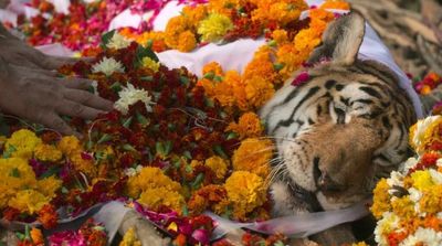 India Bids Farewell to 'Supermum' Tiger Collarwali