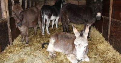 Donkey owner handed lifetime ban after animals found underweight and living in poor conditions