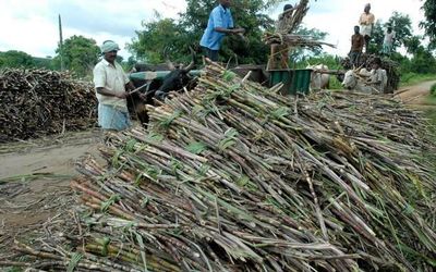 Farmers in Mysuru seek release of water from dams