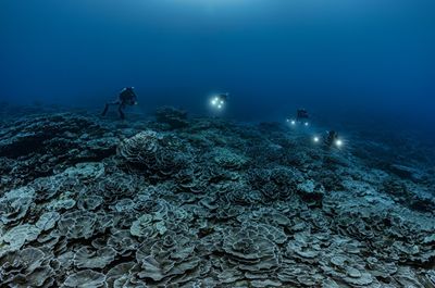 'Remarkable' giant coral reef found off Tahiti