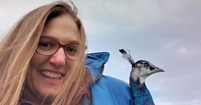 Irish mum's relief at 'incredible' recovery of lost pet peacock
