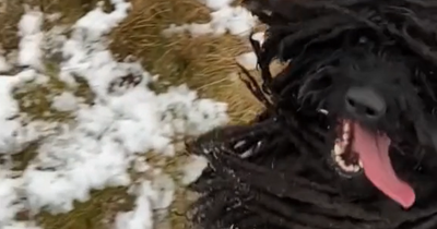 Clip shows dreadlock dogs dubbed 'Mops of Manchester' running in the snow