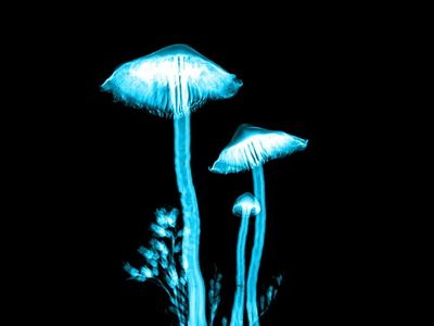 Psychedelics Firm Eleusis Goes Public Via Merger With Silver Spike Acquisition Creating $450M Company