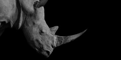 Rhino horn consumers reveal why a legal trade alone won't save rhinos