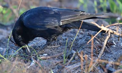 Crow-plagued California city turns to lasers and boomboxes to clear the air