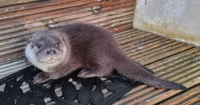 Stranded otter cub rescued on Shetland after trying to join puppy for walk