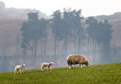 Support payments to remote farmers and crofters will begin next week
