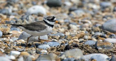 Call for pet owners to 'respect' wild birds as video shows dog chasing protected species on North East coast