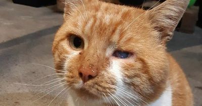 Glasgow airgun thug shoots cat in eye as SSPCA launch appeal for information