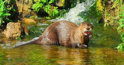 'Exciting' discovery of otters living in South Bristol stream