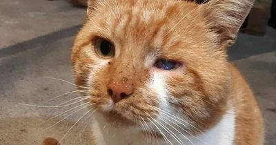 Cat shot by air rifle in violent attack had to have eye removed