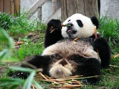 Gut study reveals why pandas get huge despite their terrible diet
