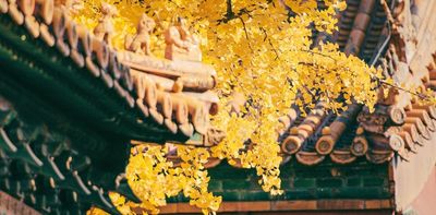 Dinosaur food and Hiroshima bomb survivors: maidenhair trees are 'living fossils' and your new favourite plant