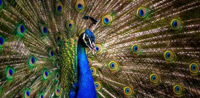 Evolution: how Victorian sexism influenced Darwin's theories – new research