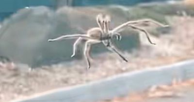 Heart-stopping moment woman's car hit by giant spider at McDonald's drive-thru