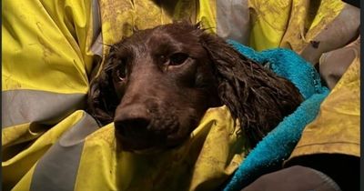 Dog rescued 34 hours after getting stuck down a 22ft deep crevice on a mountain