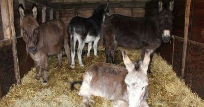 Donkey owner handed lifetime ban after malnourished animals found living in horrific conditions