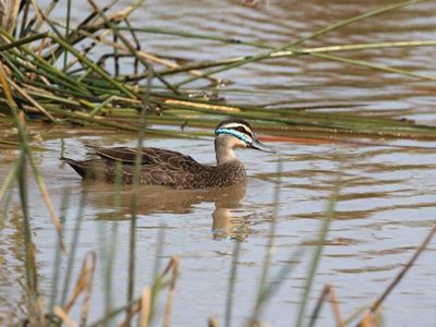RSPCA calls for end to SA duck hunting