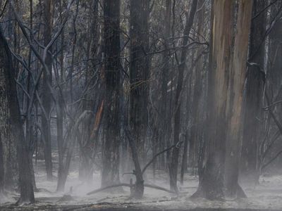 Efforts continue to quell SA bushfire