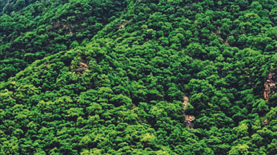 Andhra Pradesh CM YS Jagan Mohan Reddy lauds IFS officers for forest cover feat