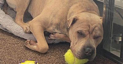 Mystery dog illness warning over Leeds park as dogs leave 'piles of diarrhoea' on paths