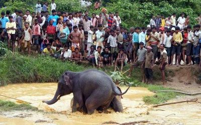 More human deaths likely in encounters with elephants in Odisha, warn experts