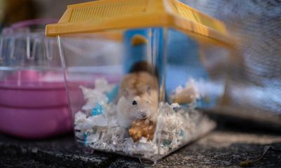 Hongkongers launch hamster rescue mission after Covid cull declared