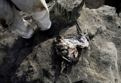 Peru's Castillo decrees major oil spill an environmental emergency