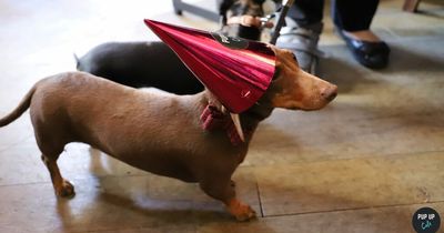 A pop up sausage dog party for pooches and their owners is happening in Leeds