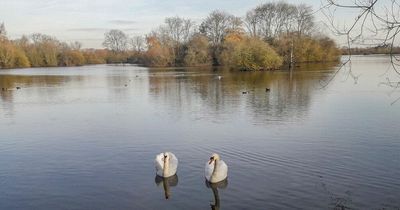 Reports of swans dying due to bird flu at Attenborough Nature Reserve