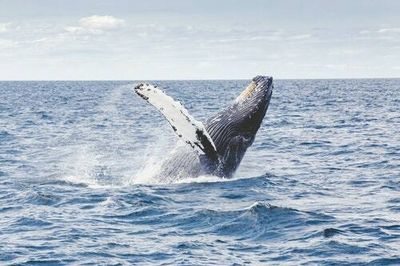 Scientists finally discovered how whales eat without drowning