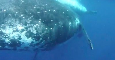 Humpback whale nearly smashes into diver with its tail missing him by two inches