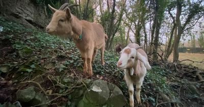 Goats reintroduced to Wick Golden Valley Local Nature Reserve near Bristol