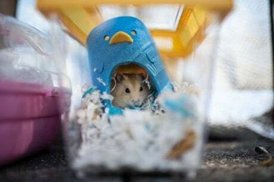 Thousands volunteer to rescue hamsters in Hong Kong after Covid cull ordered