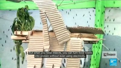 DR Congo: Raising larvae a new solution for food security, environment and economy