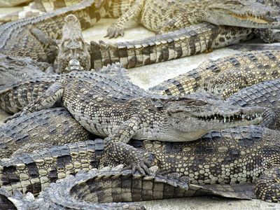 Thais snap up crocodile meat as the price of pork rises