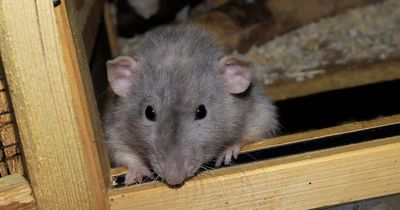 Bridgend councillor reveals 'significant' number of referrals over rat problems