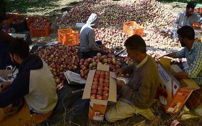 Stop import of Iranian apples, Kashmir dealers tell Centre