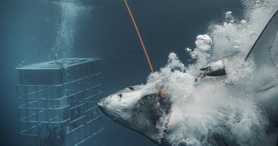 Chilling moment 15-foot great white shark tries to smash through divers’ cage