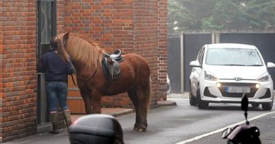 Woman turns up to McDonald's drive-thru on a HORSE leaving customers baffled