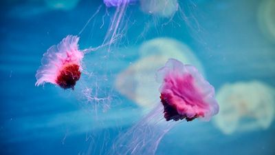 Melbourne beaches inundated with lion's mane jellyfish after La Niña rains