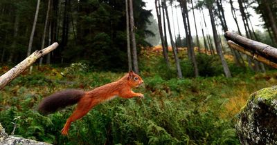 Eight places where you can see rare red squirrels in the North East