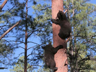 Bears Grab Ahold Of Amazon Stock As Market Falls Into Turmoil: What's Next?