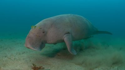 New research sheds light on diversity, need for protection of seagrass beds in dugong hotspot off NT coast