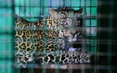 Watch | Leopard hiding in Coimbatore warehouse caught